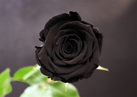 vente de rose noire a québec|bouquet de roses en ligne.